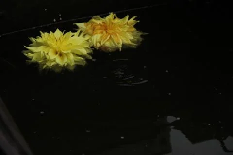 Two dahlia flowers float on the surface of dark water. A drop falls and circl Stock Photos