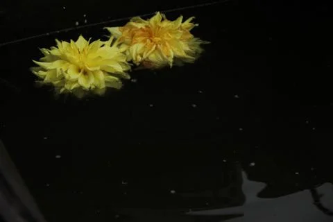 Two dahlia flowers float on the surface of dark water. A drop falls and circl Stock Photos