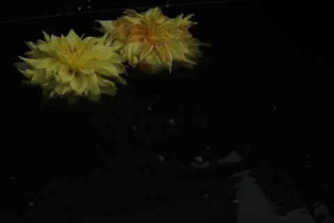 Two dahlia flowers float on the surface of dark water. A drop falls and circl Stock Photos