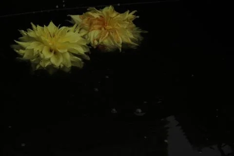 Two dahlia flowers float on the surface of dark water. A drop falls and circl Stock Photos