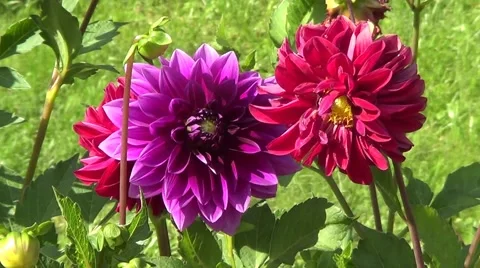 Two dahlia Stock Footage 59905036