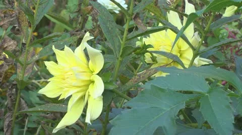 Two dahlias Video stock 12439967