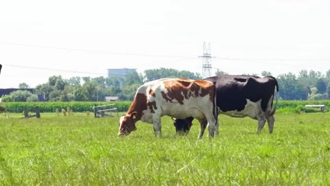 Two Dairy Cows Grazing Together in Green Pasture Stock Footage 345094605