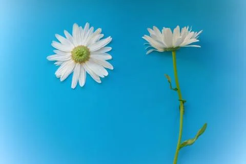 Two daisies on a blue background. Chamomile cut over the bud Fotos Stock