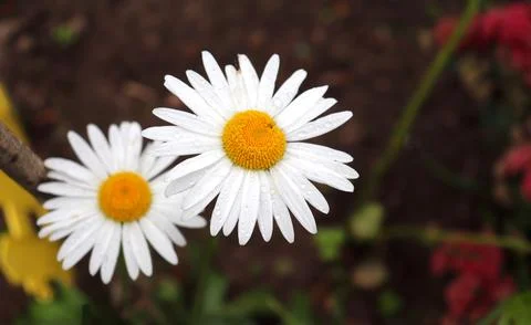 Two daisies with drops on the petals Stock Photos
