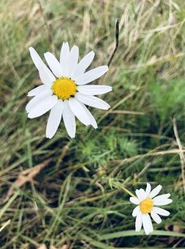 Two daisies in the field Stock Photos