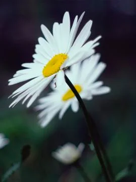 Two daisies in the garden Stock Photos