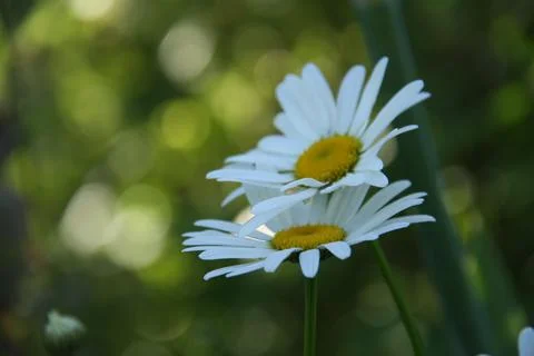 Two daisies on a green background Stock Photos