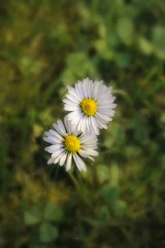 Two daisies growing in the grass Stock Photos