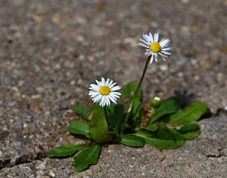 Two daisies on the pavement Stock Photos