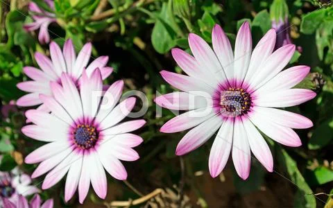 Two daisies Stock Photos