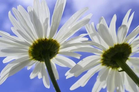 Two daisies 写真素材