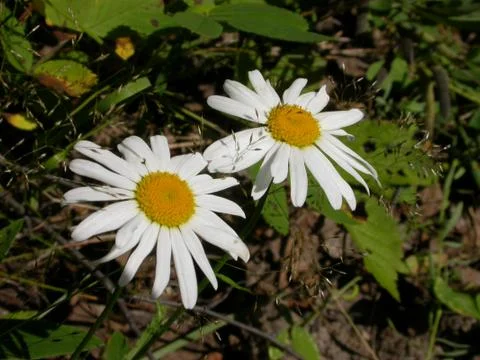Two Daisies Stock Photos