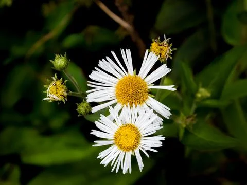Two daisies Stock Photos