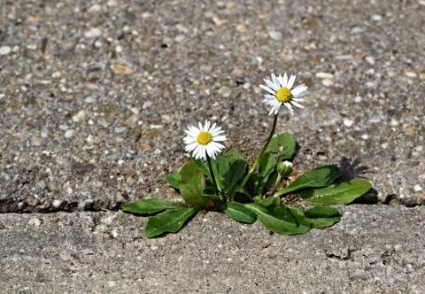 Two daisies on the sidewalk Stock Photos