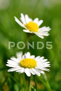Two daisies in spring garden Stock Photos