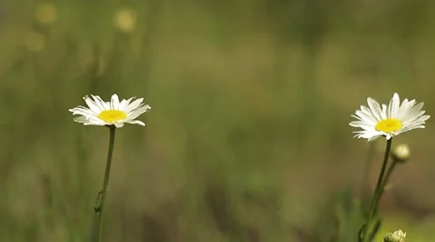 Two daisies swaying in the wind, close-up 動画素材 50355837