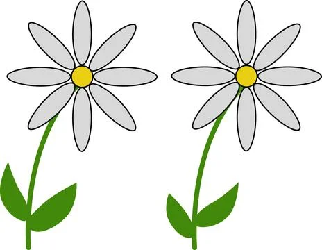 Two daisies on a white background Stock Illustration