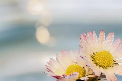 Two Daisy Background Stock Photos
