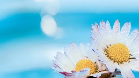 Two Daisy Background Stock Photos