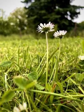Two Daisy Flowers in Grass, Low Angle Macro Shot in Nature Stock Photos