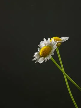 Two daisy flowers 스톡 사진