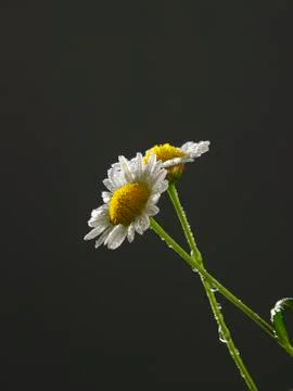 Two daisy flowers Stock Photos