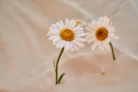 Two daisy grows in the sand of the desert. Place for text Stock Photos