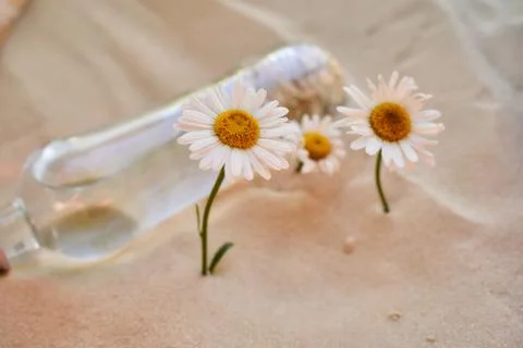 Two daisy grows in the sand of the desert. Nearby lies a bottle of water Stock Photos