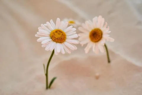 Two daisy grows in the sand of the desert. Place for text Stock Photos