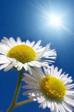 Two daisywheels Stock Photos