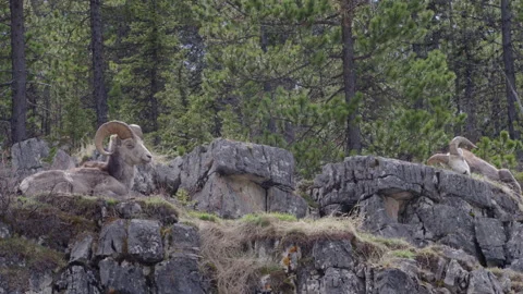 Two Dall Rams resting on a mountain in northern British Columbia Stock Footage 201750244