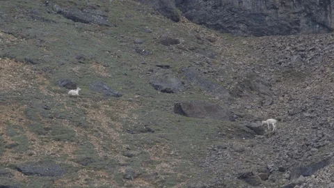 Two Dall Sheep Down in Alaska Mountain Valley Stock Footage 121540452
