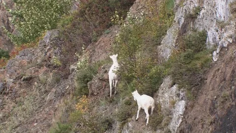 Two dall sheep navigate a remote mountain trail in Alaska. Stock Footage 79018883