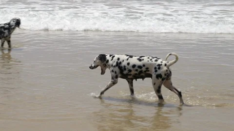 Two Dalmatians play on the beach. Video stock 90290009