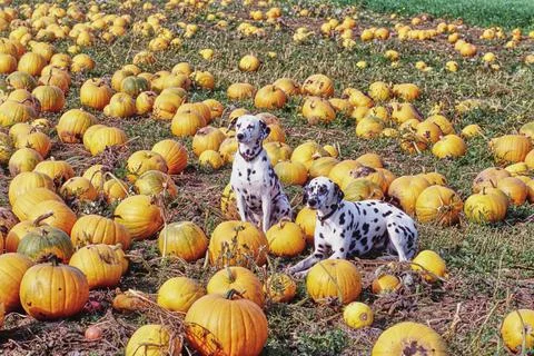 Two dalmatians sitting in a pumpkin patch Fotos de archivo