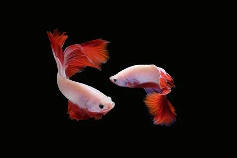 Two dancing betta fish (Mascot Halfmoon in white red color combination) Foto stock