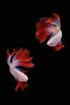 Two dancing betta fish (Mascot Halfmoon in white red color combination) Stock Photos