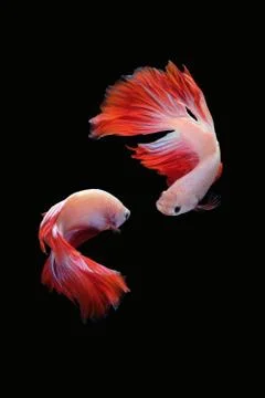 Two dancing betta fish Mascot Halfmoon in white red color on black background Stock Photos