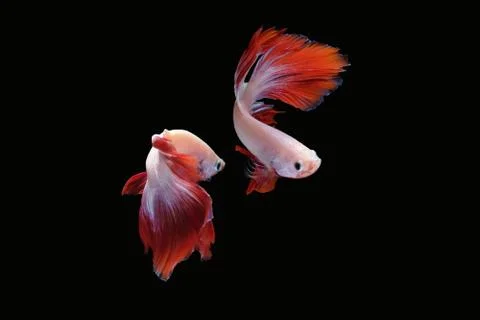 Two dancing betta fish Mascot Halfmoon in white red color on black background Stock Photos