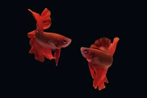 Two dancing of betta siamese fighting fish (Halfmoon Rosetail in red color) Stock Photos