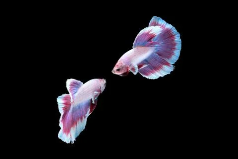 Two dancing betta siamese fighting fish, Halfmoon lavender in white purple color Stock Photos