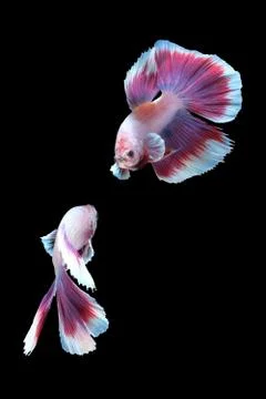 Two dancing betta siamese fighting fish, Halfmoon lavender in white purple color Stock Photos