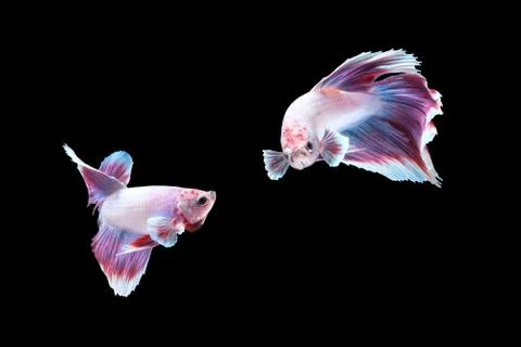 Two dancing betta siamese fighting fish, Halfmoon lavender in white purple color Foto stock
