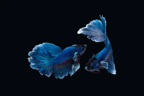 Two dancing betta siamese fighting fish (Halfmoon Rosetail in white blue color Foto stock