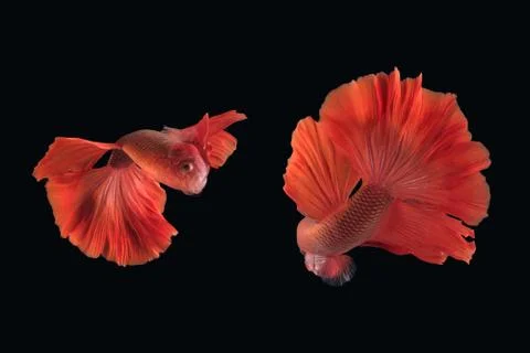 Two dancing of betta siamese fighting fish (Halfmoon Rosetail in red color) Foto stock