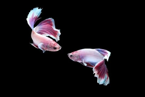 Two dancing betta siamese fighting fish, Halfmoon lavender in white purple co Foto stock