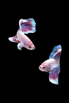 Two dancing betta siamese fighting fish, Halfmoon lavender in white purple color Stock Photos