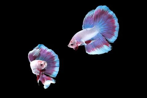 Two dancing betta siamese fighting fish, Halfmoon lavender in white purple color Foto stock