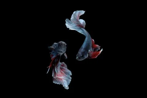 Two dancing betta siamese fighting fish Halfmoon Rosetail in grey red white Фото
